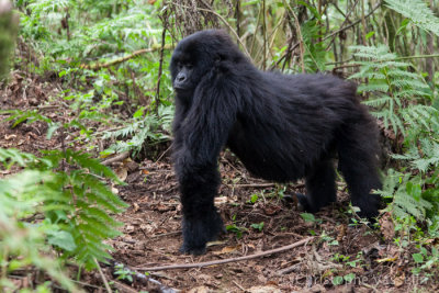 Female Mountain gorilla