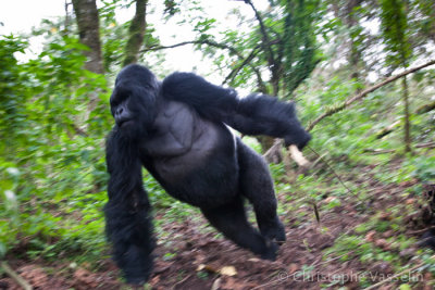 Gorilla attack