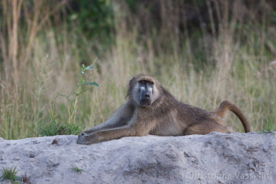 Male baboon