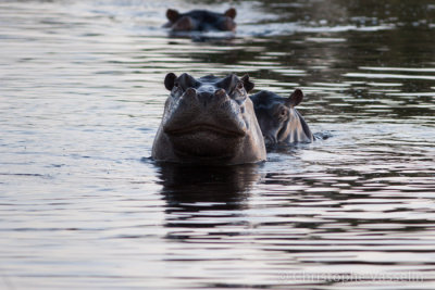 Hippo