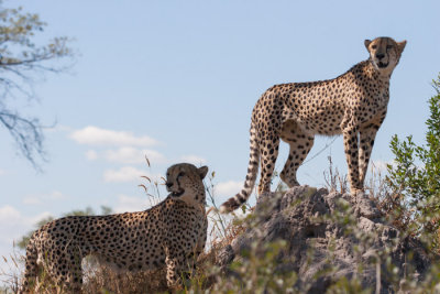 Cheetahs ready for hunting