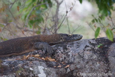 Komodo dragon (Rinca island)