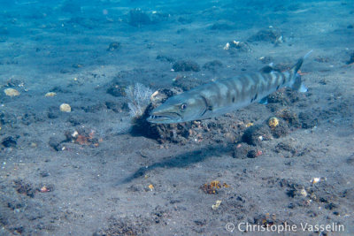 Bali underwater