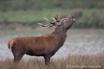 2013 - The Belling Of The Stag