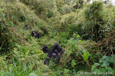 Mountain gorillas family
