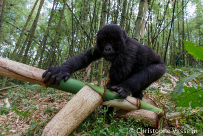 Young mountain gorilla