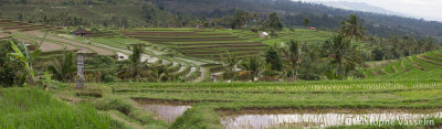 Rice terrasses - Bali