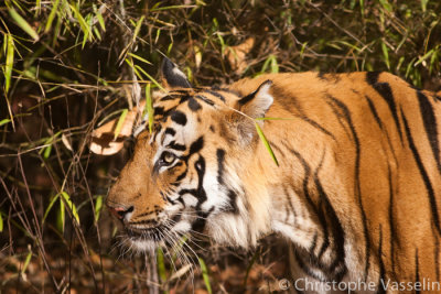 Tiger - Bandavgarh National Park