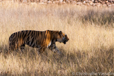 Tiger - Bandavgarh National Park