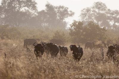 Buffalos in the dust