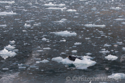 Bearded Seal on its ice