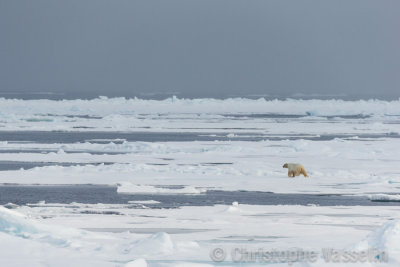 Polar Bear on Sea ice at 8034'2 N