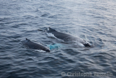 Humpback Whales - Mother and Baby
