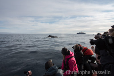 Whales watching