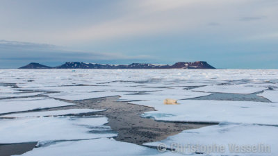 Polar Bear sleeping on sea ice