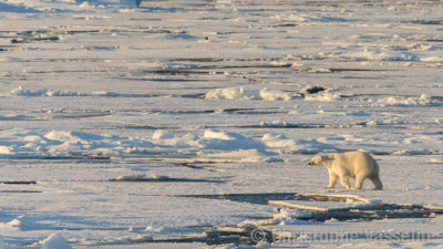 Polar Bear on ice