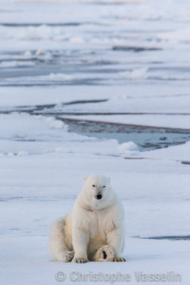 Polar Bear