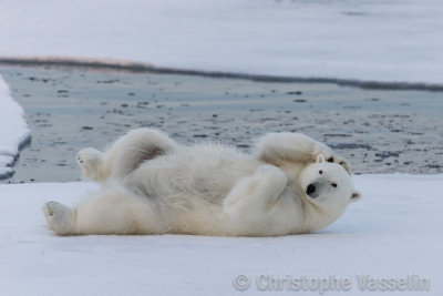Polar Bear