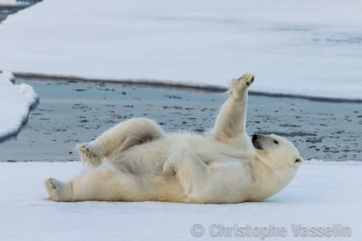 Polar bear saying 'Hello'