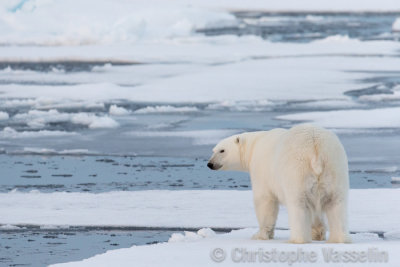Polar Bear