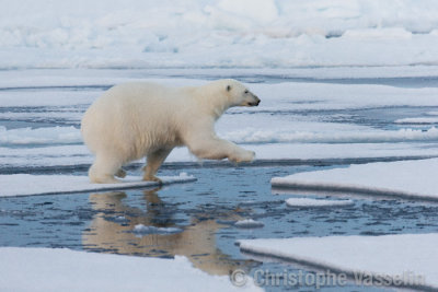 Polar bear jumping from ice floe to ice floe