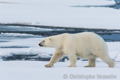 Polar Bear