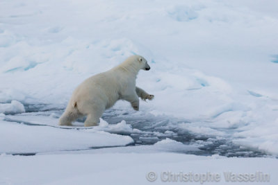 Polar bear jumping from ice floe to ice floe
