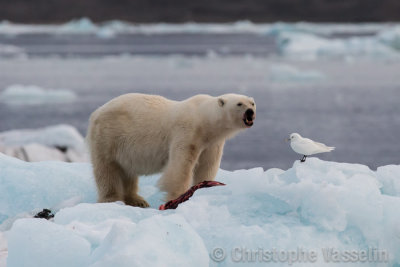 Polar bear and ivory gull