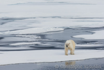 Polar Bear on ice