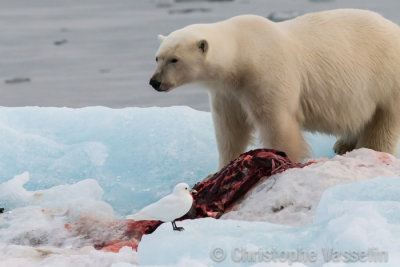 Polar bear, prey (seal) and ivory gull