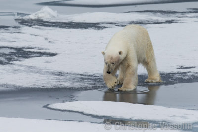 Polar Bear testing the ice