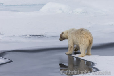 Polar Bear testing the ice
