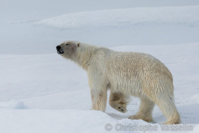 Polar Bear sniffing the air in search of prey