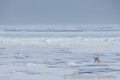 Sea ice landscape