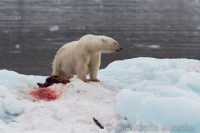 Polar bear and prey (seal)