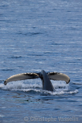 Humpback Whale