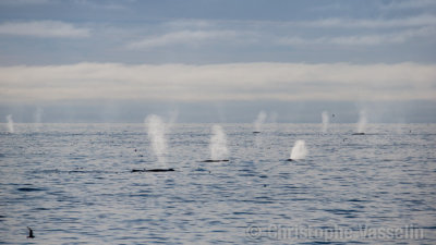Rally of Humpback Whales