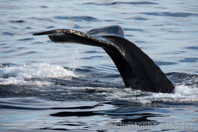 Humpback Whale
