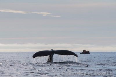 Whales watching
