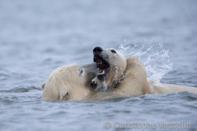 Polar bears playing in the water