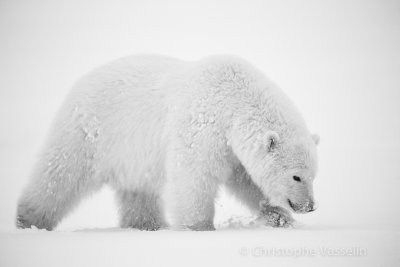 Cub in Black & White