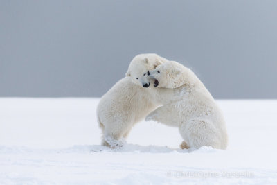 Fight