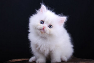 white-cat.jpg