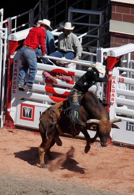 calgary_stampede_rodeo