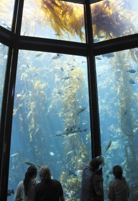 _Monterey aquarium