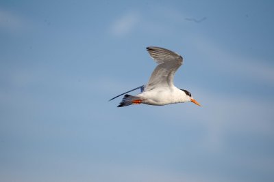 Tern  , Moss Landing
