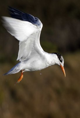 Tern, Moss Landing
