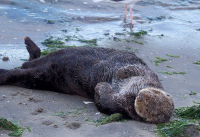 Sea Otter Slummin, Moss Landing 