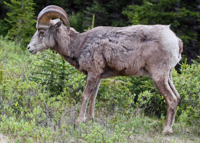 Rocky Mountain Sheep , Canmore