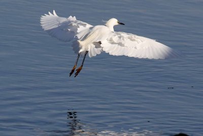 Egret , Moss Landing